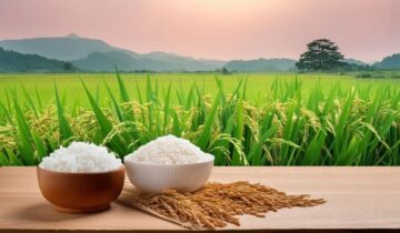 How Our Rice Is Grown, Harvested, and Packed
